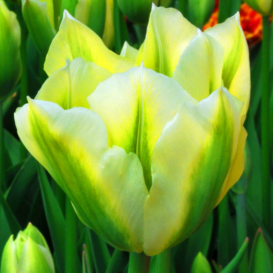 Tulip 'Spring Green'