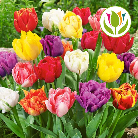 Tulip Double Early Garden Mix