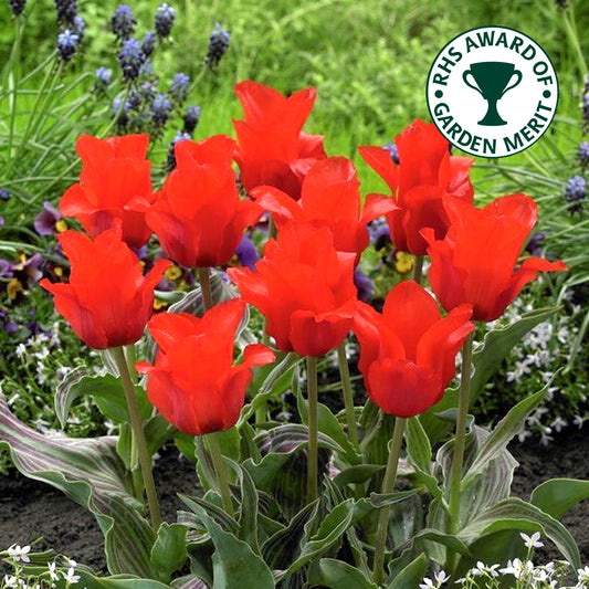 Tulip 'Red Riding Hood'