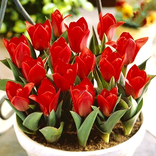 Tulip 'Showwinner'