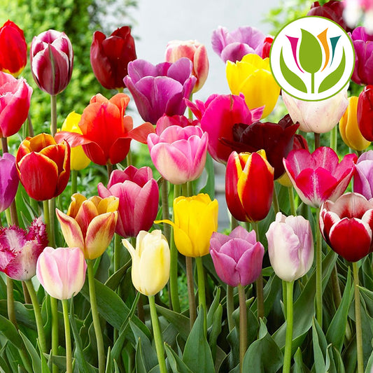 Tulip Tall Garden Mix