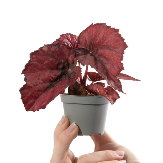 Baby Begonia rex 'Red Heart'