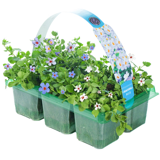 Bacopa Blue Basket Plants