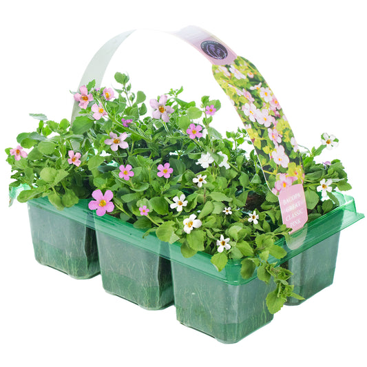 Bacopa Pink Basket Plants