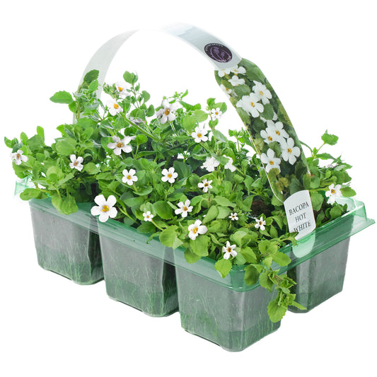 Bacopa White Basket Plants