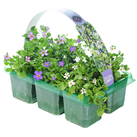 Bacopa Mixed Basket Plants