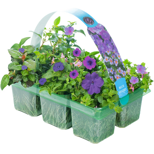 Blue Shades Mixed Basket Plants