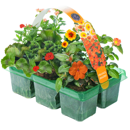 Orange Shades Mixed Basket Plants