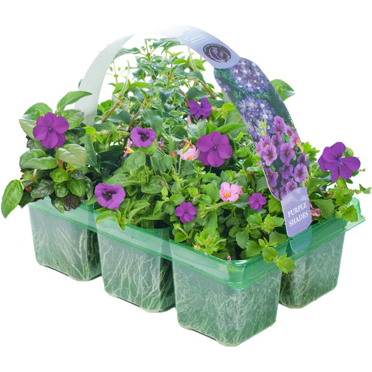 Purple Shades Mixed Basket Plants