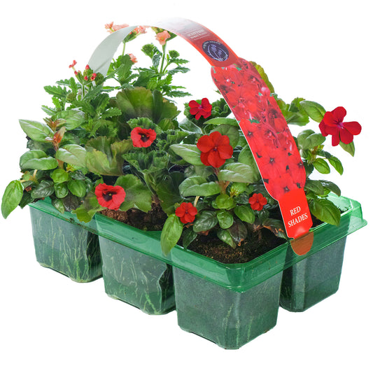 Red Shades Mixed Basket Plants