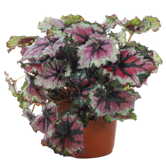 Begonia rex 'Ballroom Dance'