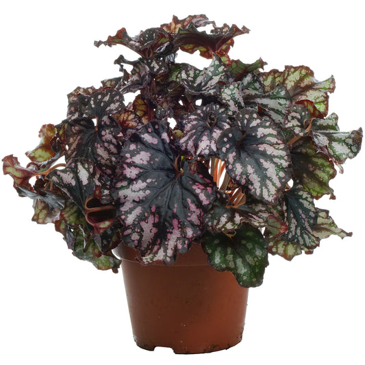 Begonia rex 'Cumbia'