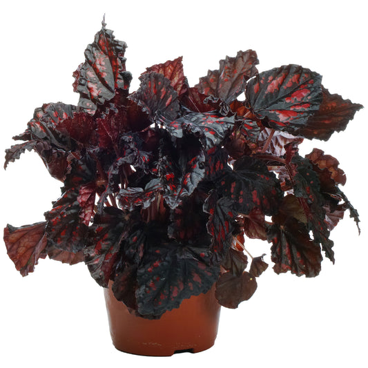 Begonia rex 'Etna'