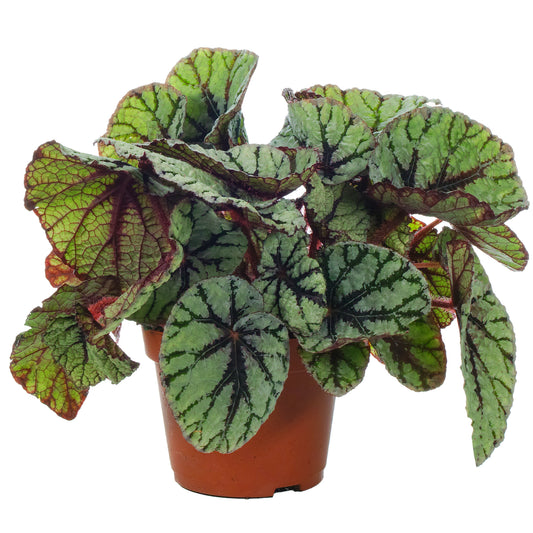 Begonia rex 'Fedor'