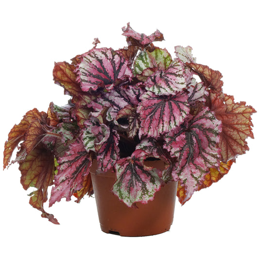 Begonia rex 'Lambada'