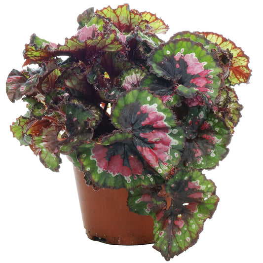 Begonia rex 'Macarena'