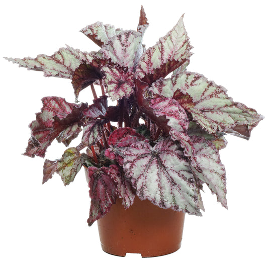 Begonia rex 'Merengue'