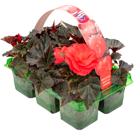 Begonia Mocca Cherry Basket Plants