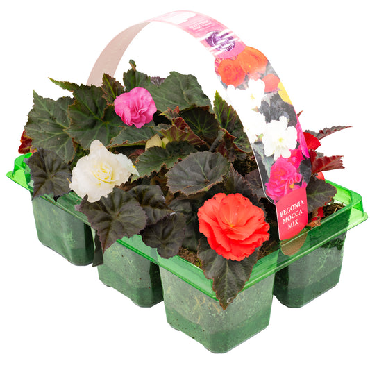 Begonia Mocca Mixed Basket Plants