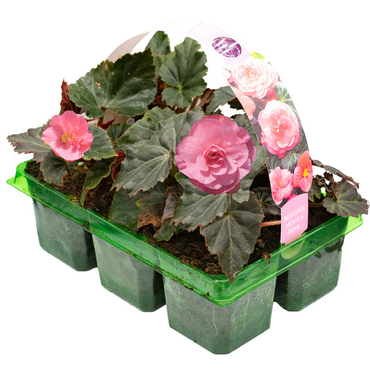 Begonia Mocca Pink Basket Plants