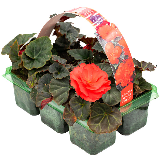 Begonia Mocca Scarlet Red Basket Plants