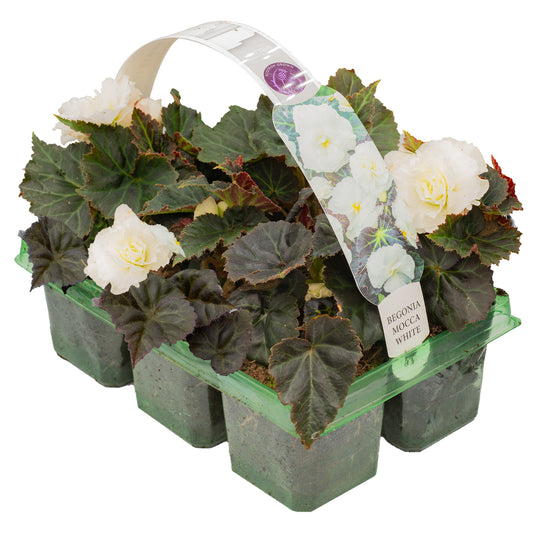 Begonia Mocca White Basket Plants