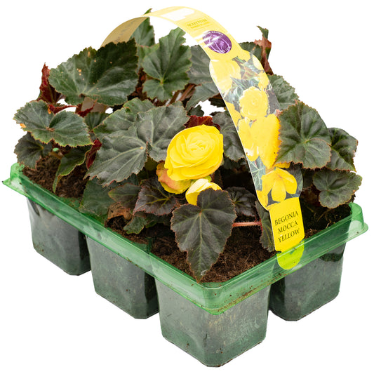 Begonia Mocca Yellow Basket Plants