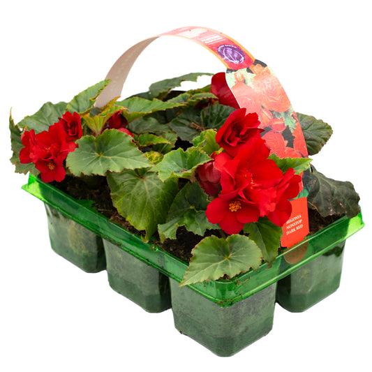 Begonia Non-Stop Dark Red Basket Plants