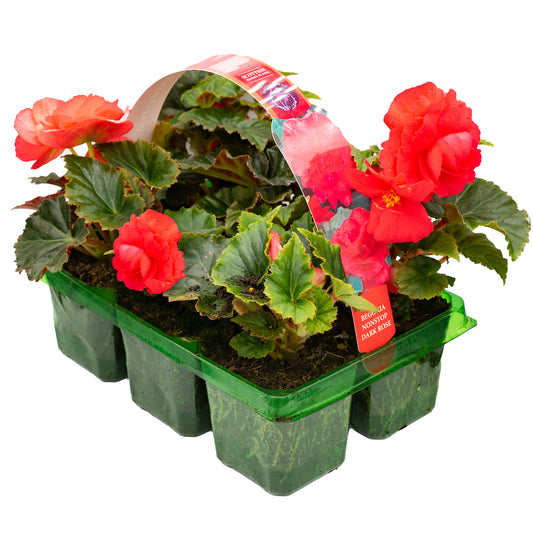 Begonia Non-Stop Dark Rose Basket Plants