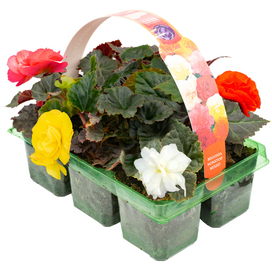 Begonia Non-Stop Mixed Basket Plants