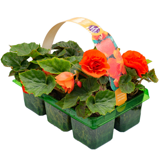 Begonia Non-Stop Orange Basket Plants