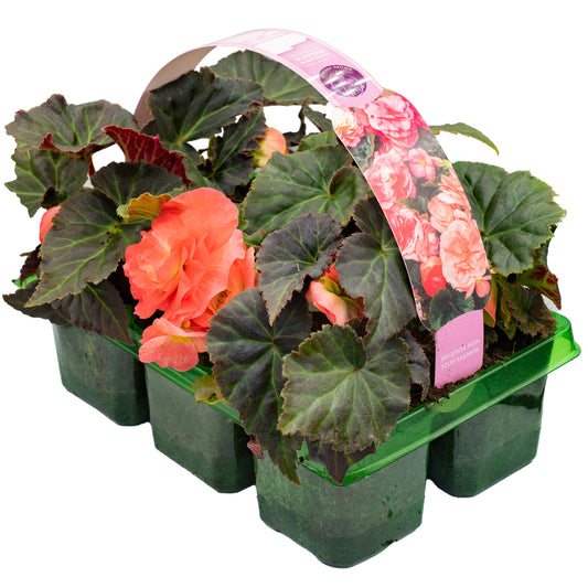 Begonia Non-Stop Salmon Pink Basket Plants