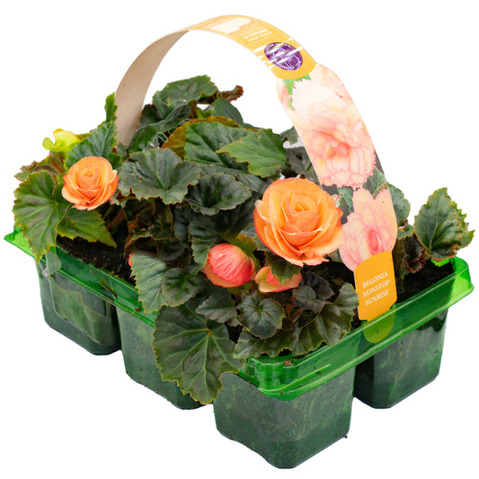 Begonia Non-Stop Sunrise Basket Plants