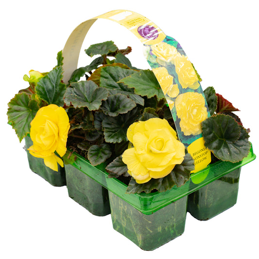 Begonia Non-Stop Yellow Basket Plants