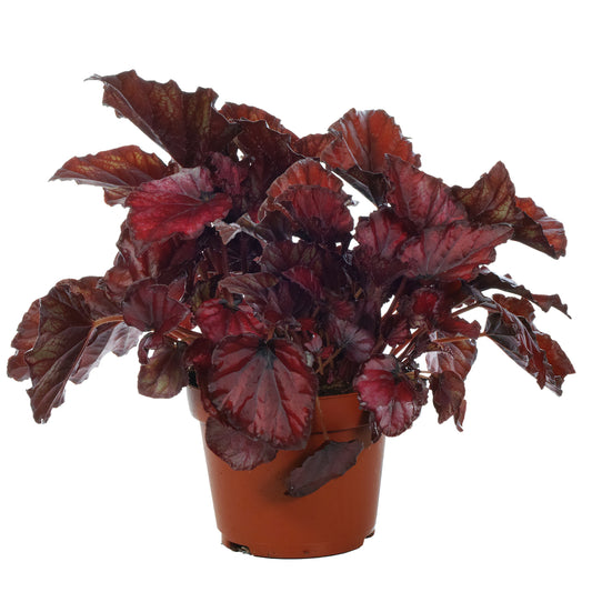 Begonia rex 'Red Bull'