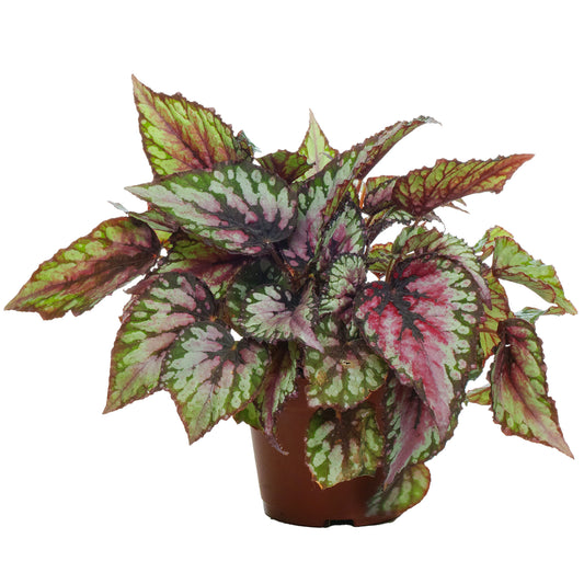 Begonia rex 'Red Tango'