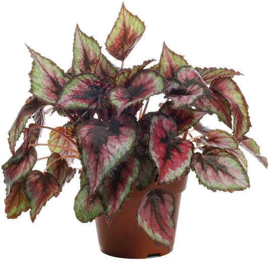 Begonia rex 'Salsa'