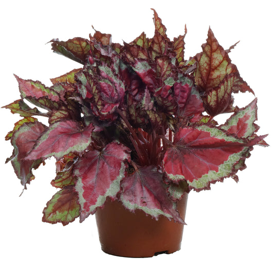 Begonia rex 'Spitfire'