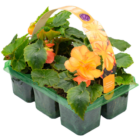 Begonia Trailing Apricot Shades Basket Plants