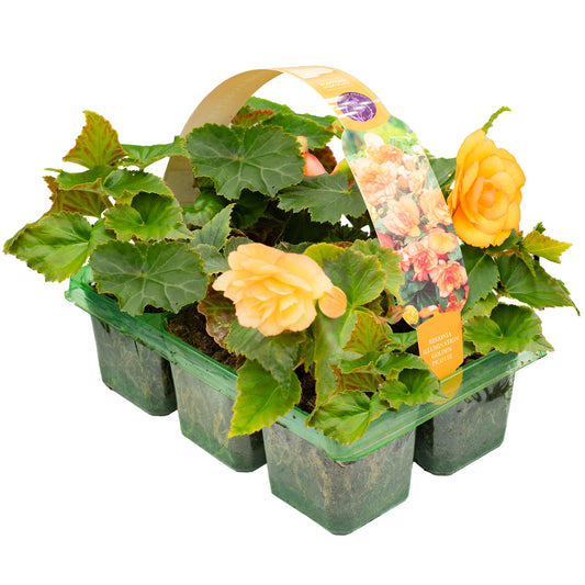 Begonia Trailing Golden Picotee Basket Plants