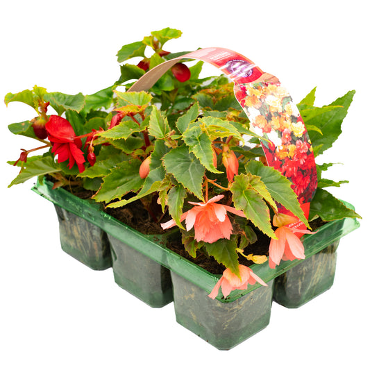 Begonia Trailing Mixed Basket Plants