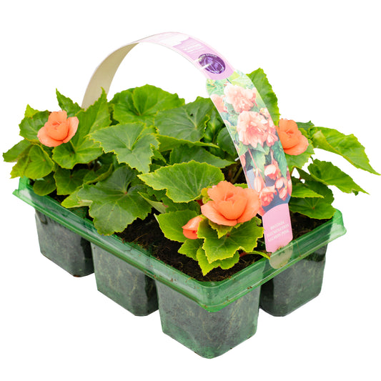 Begonia Trailing Salmon Pink Basket Plants