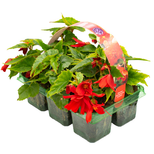 Begonia Trailing Scarlet Red Basket Plants