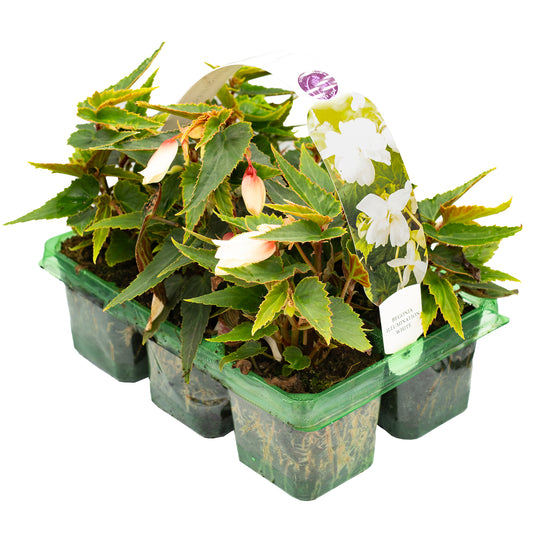 Begonia Trailing White Basket Plants