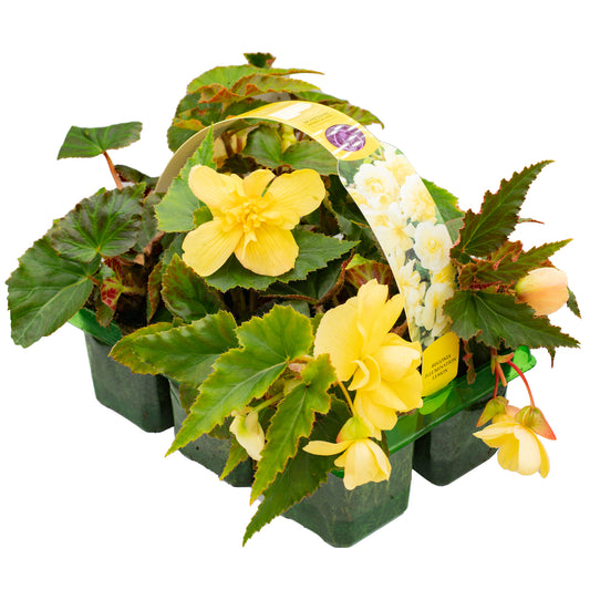 Begonia Trailing Lemon Basket Plants