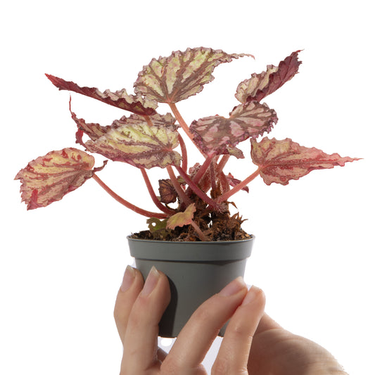 Baby Begonia rex 'Dew Drop'