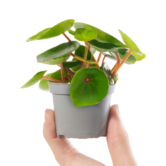 Baby Begonia rex 'Ruby Red'