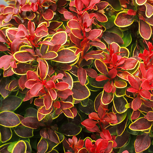 Berberis 'Admiration'