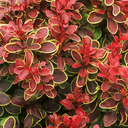 Berberis 'Chiquita'