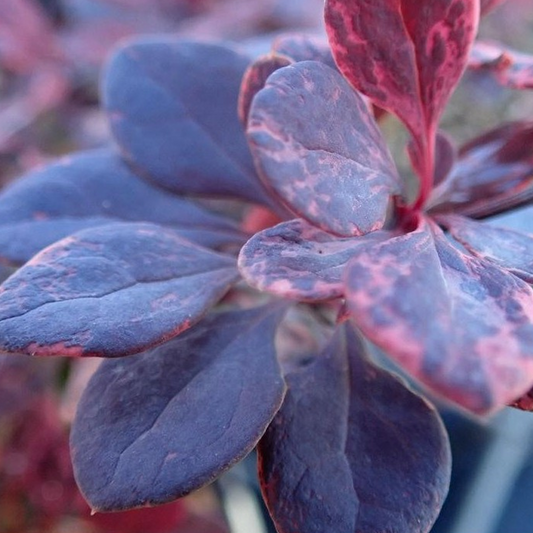 Berberis 'Flamingo'